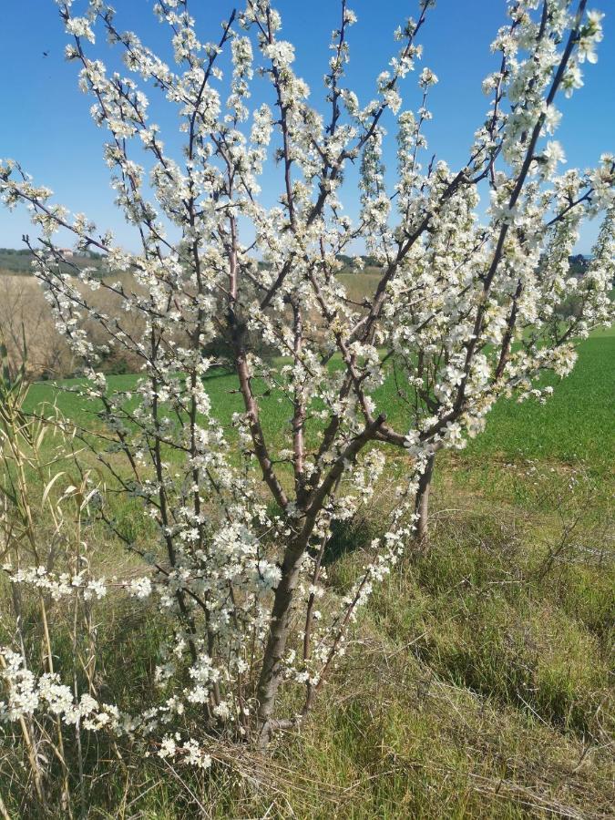 Residence Il Villaggio Del Re Corropoli Kültér fotó
